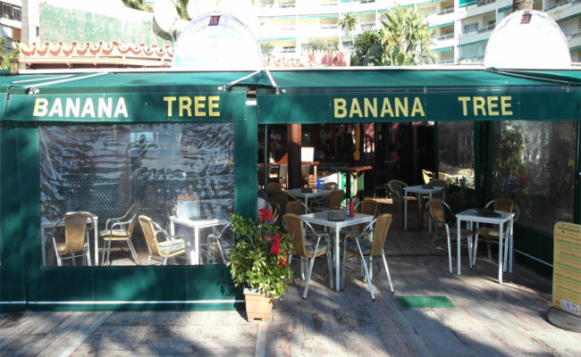 850_07 Banana Tree 2